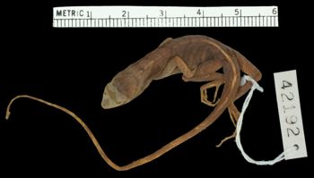 Media type: image; Herpetology R-42192